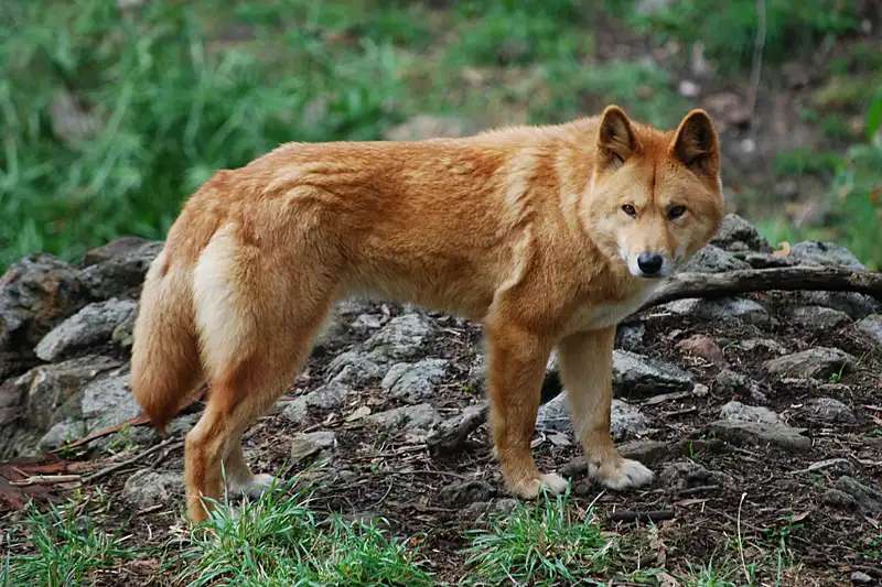 Dingo photo thumbnail 4