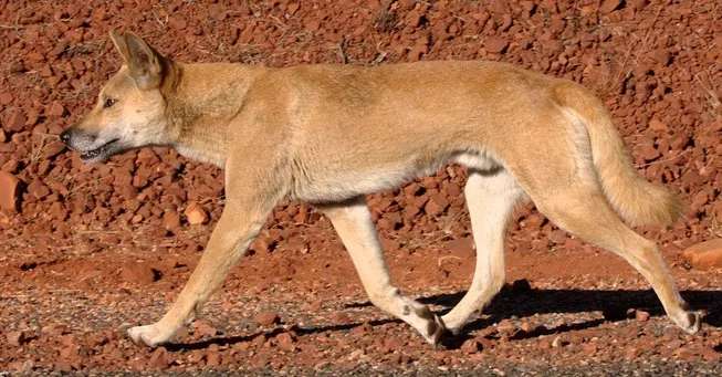 Dingo photo thumbnail 5