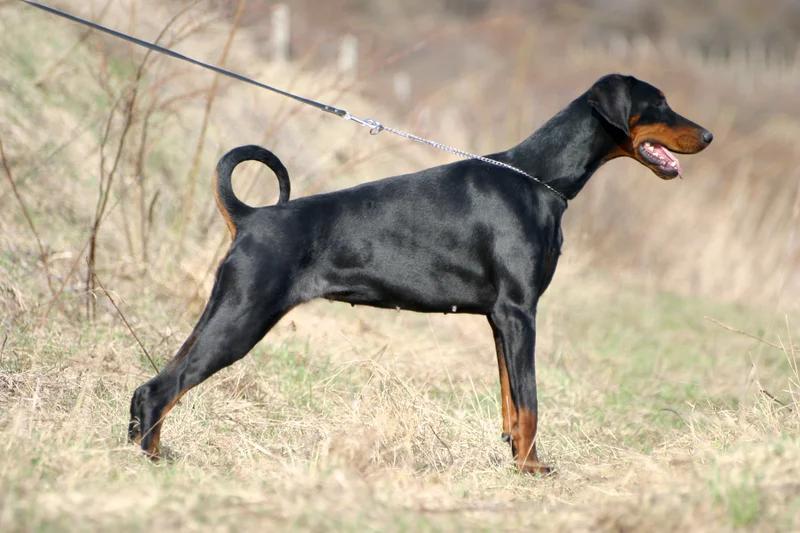 Dobermann, a 88% match to Beauceron