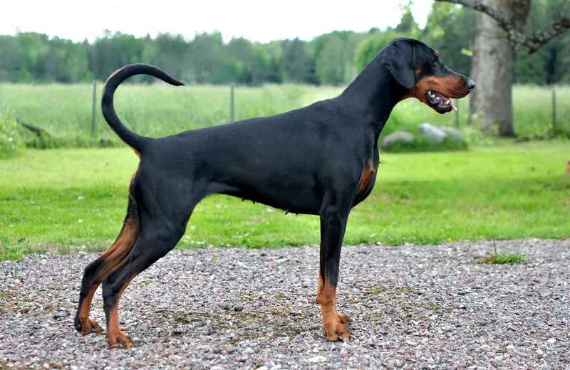 Dobermann photo thumbnail 2
