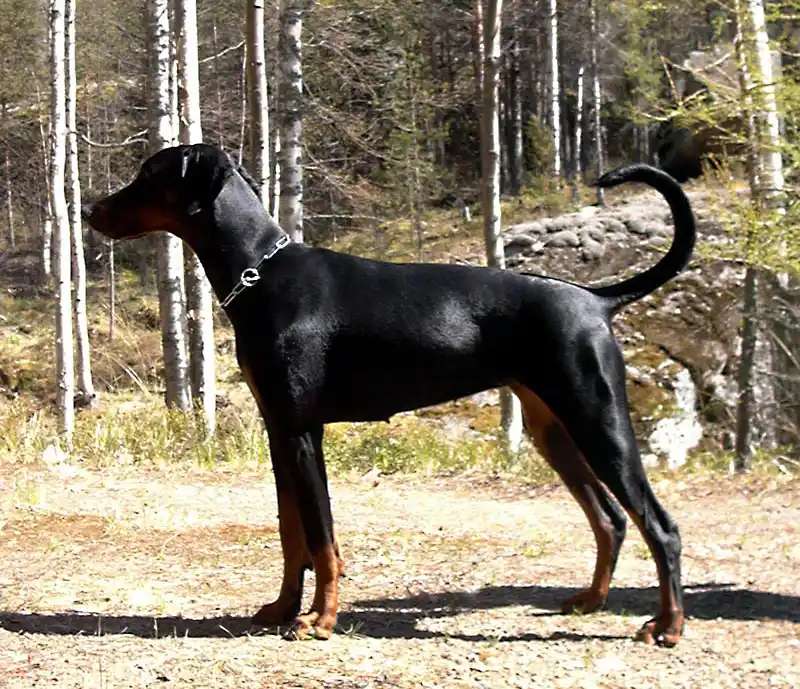 Dobermann photo thumbnail 3