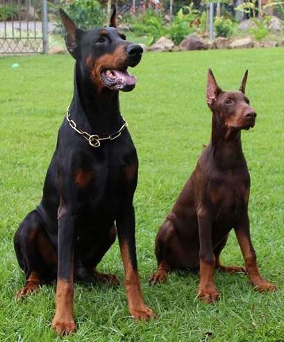 Dobermann photo thumbnail 4
