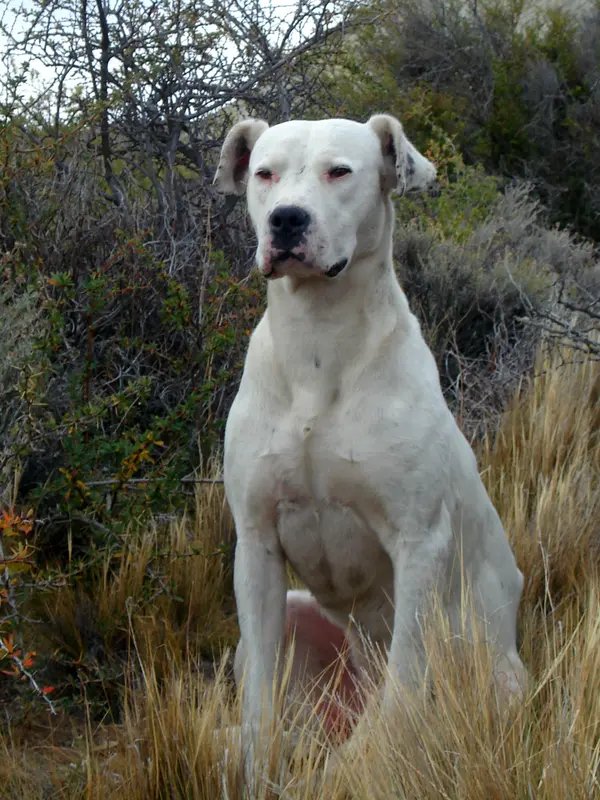 Dogo Argentino - Working breed known for being Brave and Intelligent