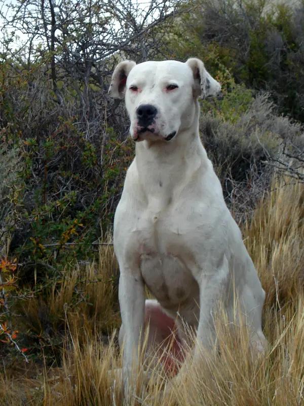 Dogo Argentino, a 87% match to German Pinscher