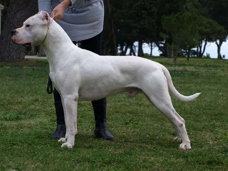 Dogo Argentino photo thumbnail 3