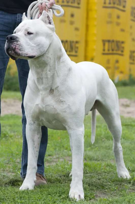 Dogo Argentino photo thumbnail 4
