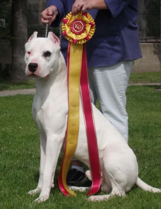 Dogo Argentino photo thumbnail 7
