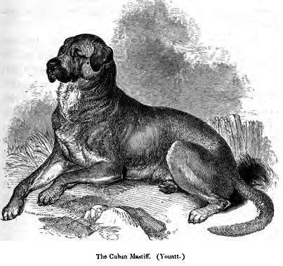 Dogo Cubano photo thumbnail 2