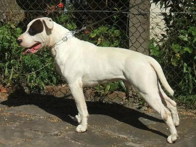 Dogue Brasileiro - Molosser breed, Affectionate and Alert
