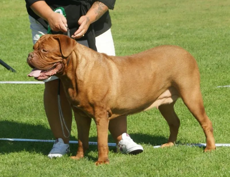 Dogue de Bordeaux - Working breed known for being Affectionate and Gentle