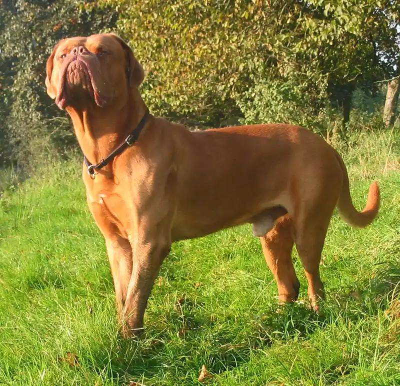 Dogue de Bordeaux, a 80% match to Bullmastiff