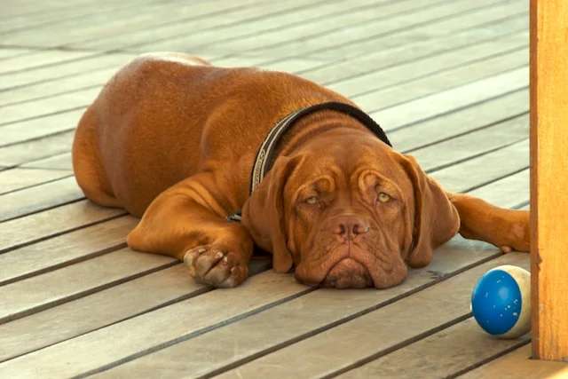 Dogue de Bordeaux photo thumbnail 4