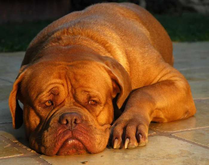 Dogue de Bordeaux photo thumbnail 6