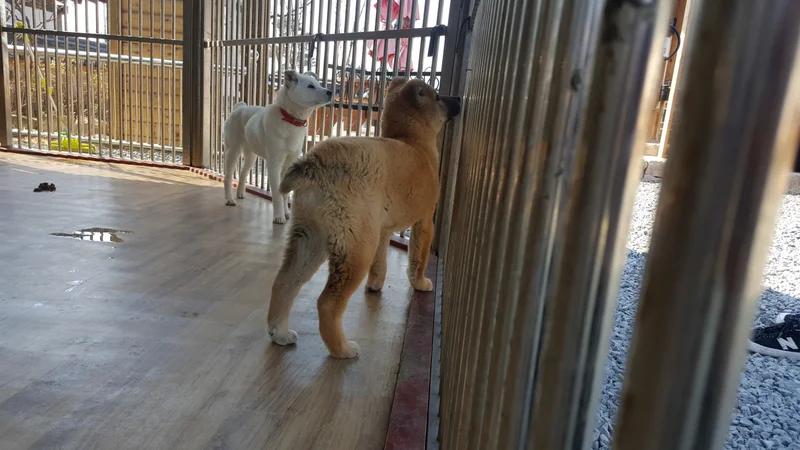 Donggyeongi, a 93% match to Korean Jindo