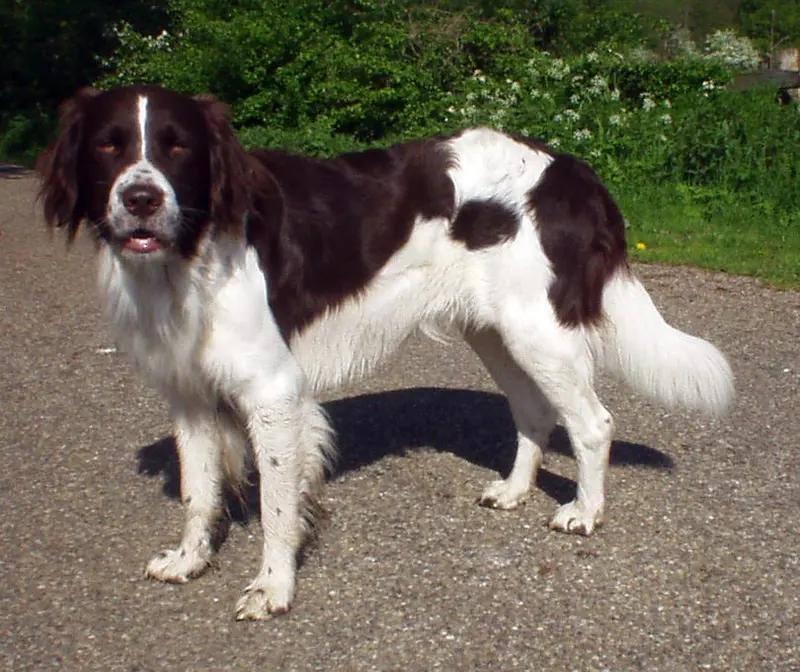 Drentse Patrijshond, a 89% match to Picardy Spaniel