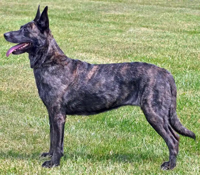 Dutch Shepherd, a 86% match to Korean Jindo