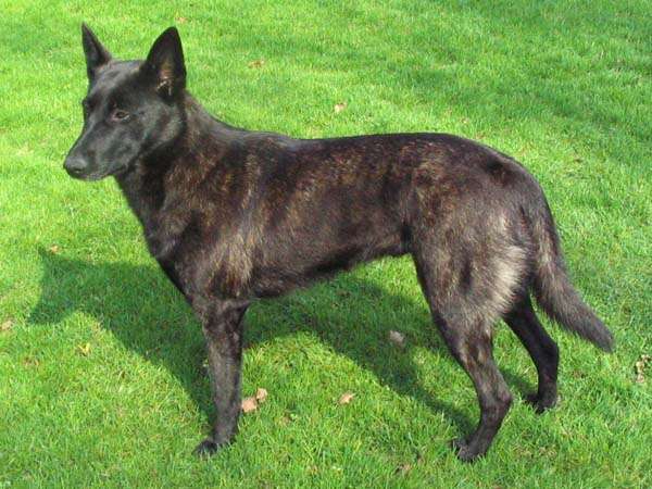 Dutch Shepherd photo thumbnail 2