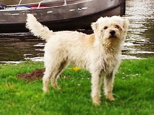 Dutch Smoushond - Terrier breed known for being Affectionate and Alert