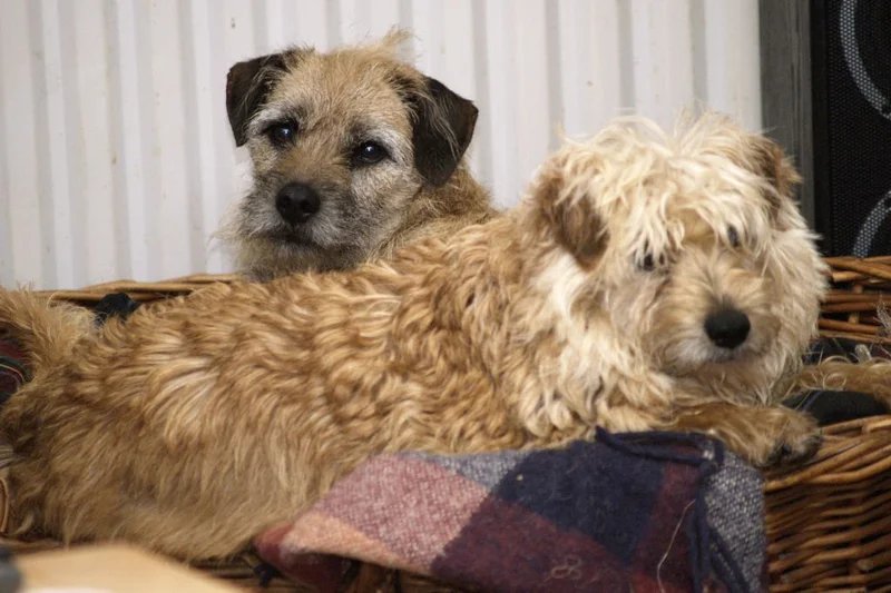 Dutch Smoushond - Terrier breed, Affectionate and Alert