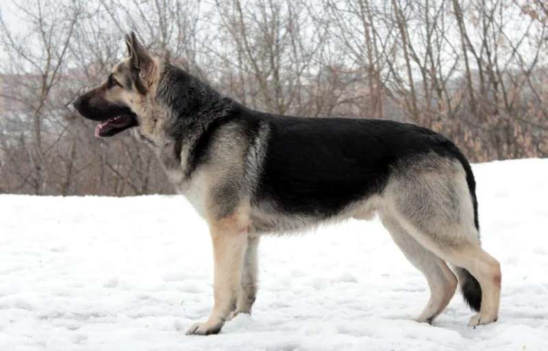 East European Shepherd photo thumbnail 1