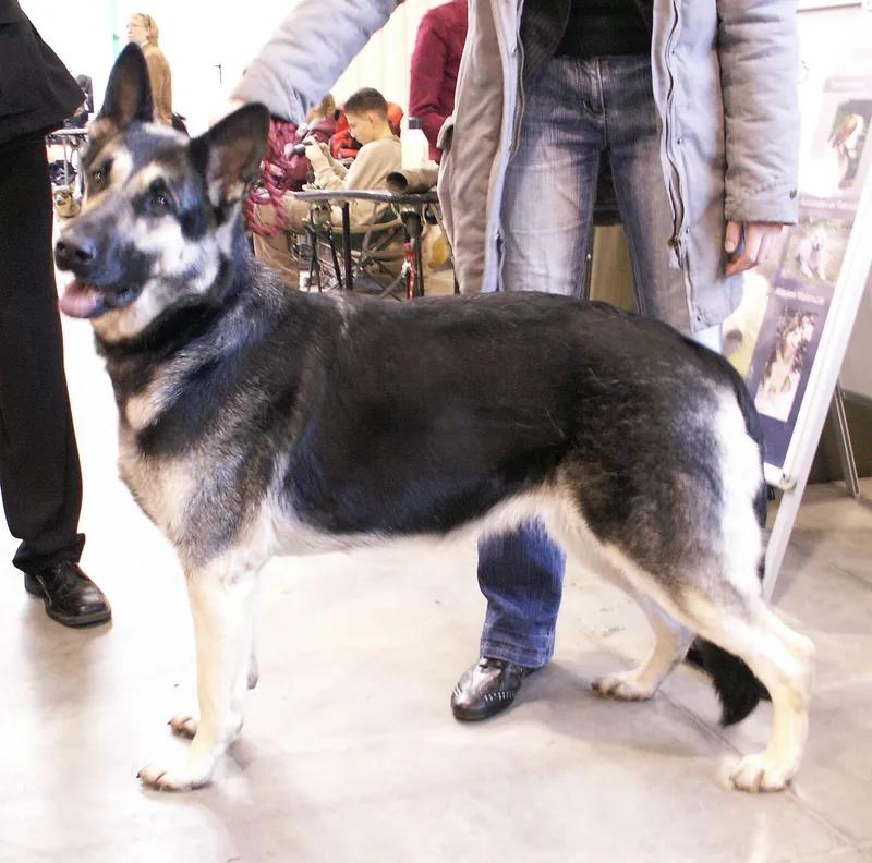 East European Shepherd, a 88% match to Gull Terrier