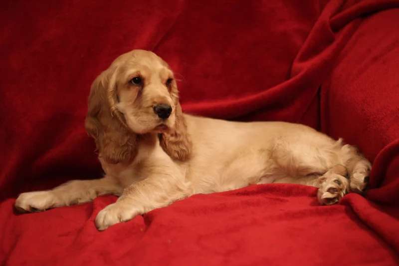 English Cocker Spaniel photo thumbnail 1