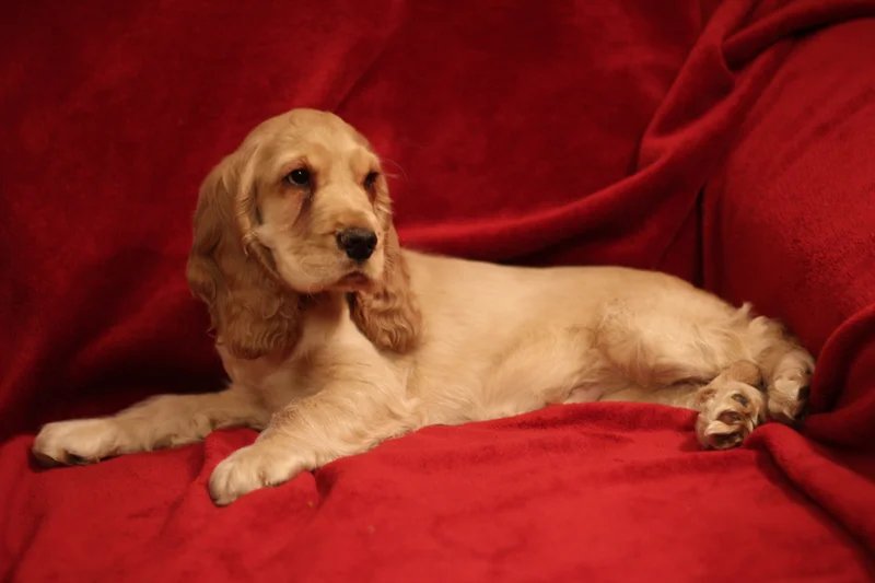 English Cocker Spaniel - Sporting breed known for being Affectionate and Energetic