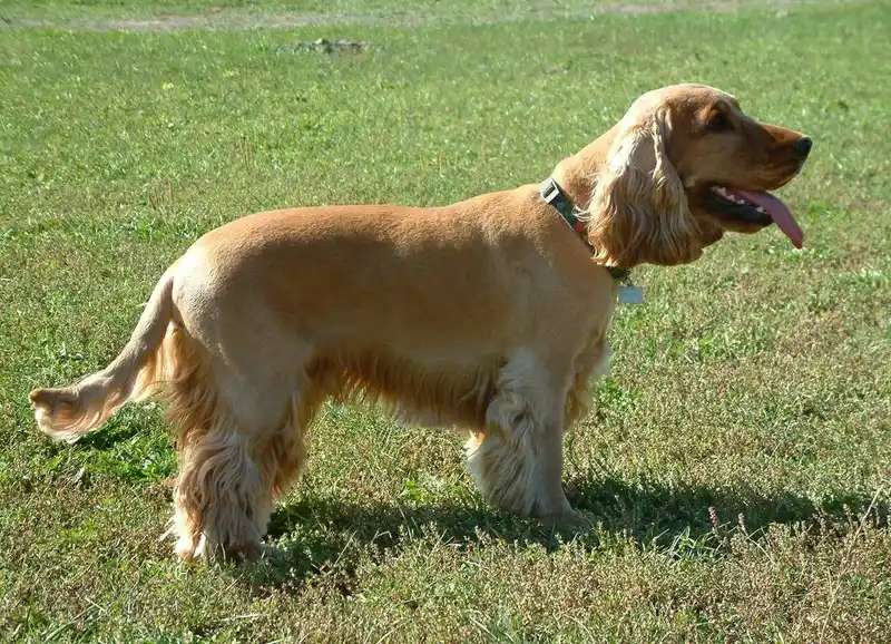 English Cocker Spaniel photo thumbnail 2