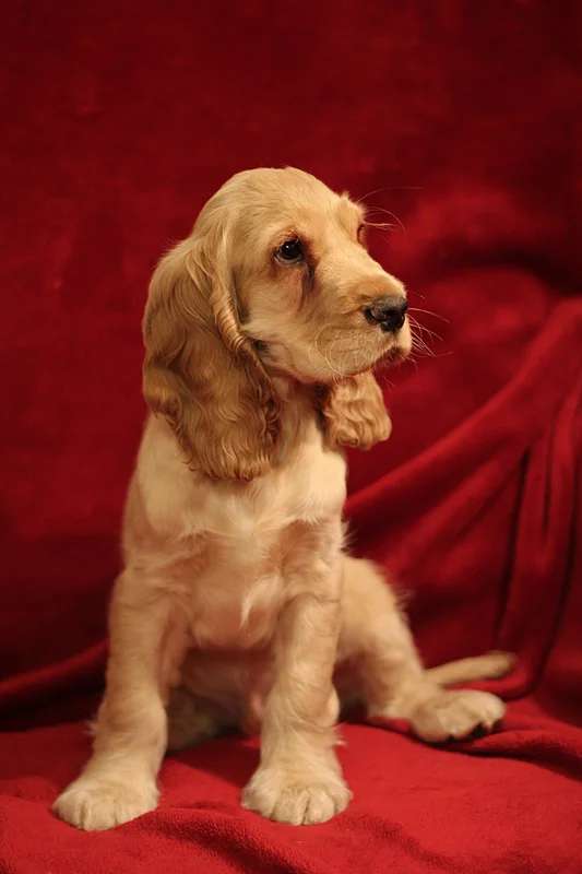 English Cocker Spaniel photo thumbnail 3