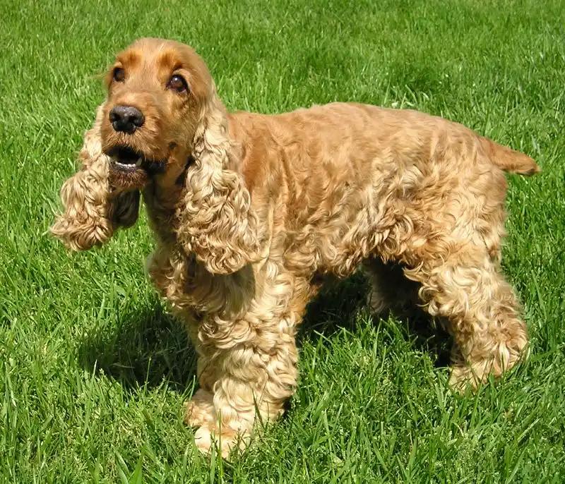English Cocker Spaniel, a 88% match to Golden Retriever