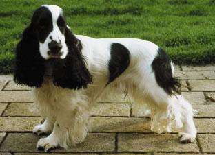 English Cocker Spaniel photo thumbnail 6