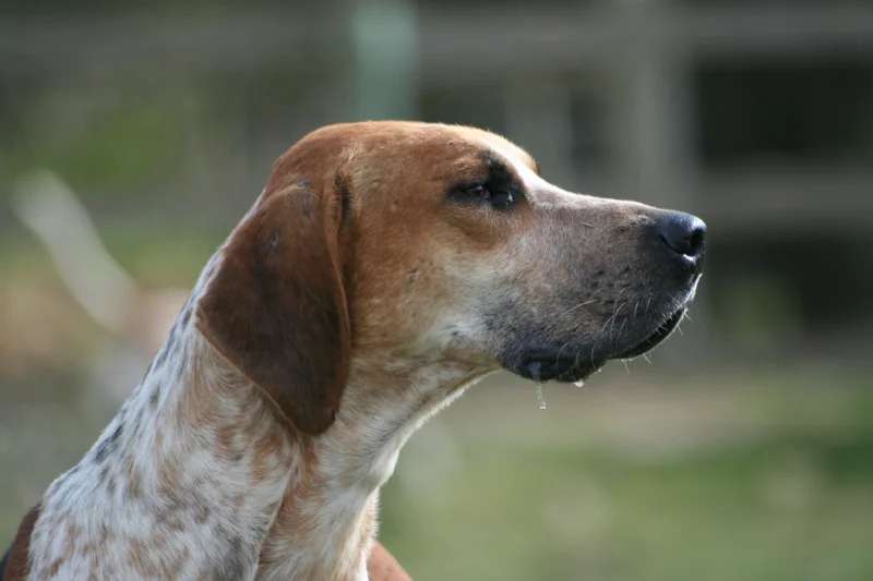 English Foxhound photo thumbnail 1