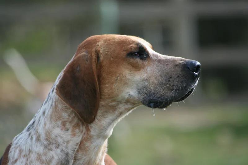 English Foxhound, a 87% match to Zerdava