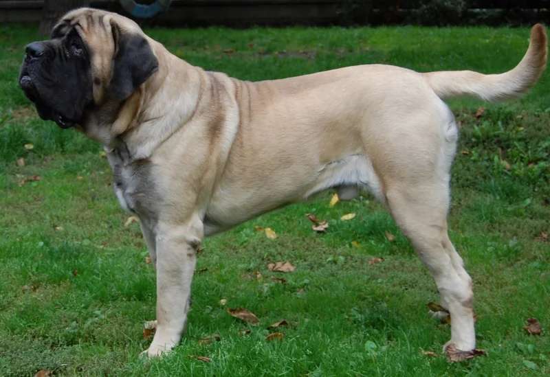 English Mastiff photo thumbnail 1