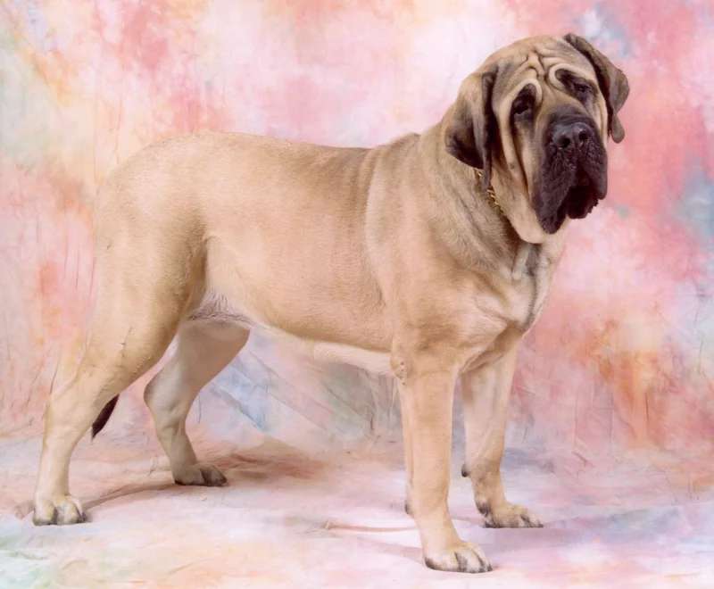 English Mastiff photo thumbnail 2
