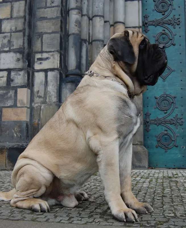 English Mastiff photo thumbnail 5