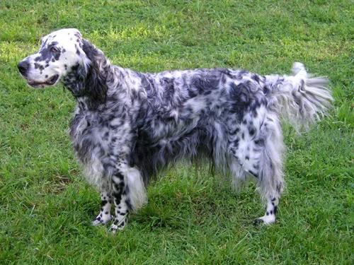 English Setter, a 90% match to Gordon Setter