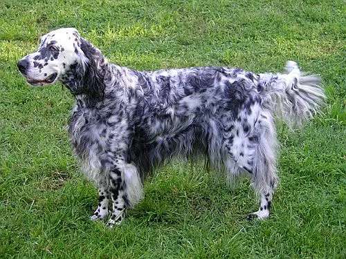English Setter photo thumbnail 2