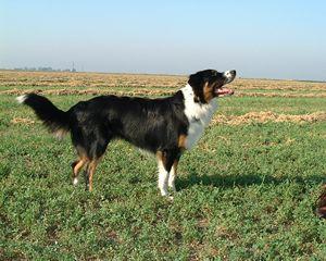 English Shepherd, a 91% match to Smithfield