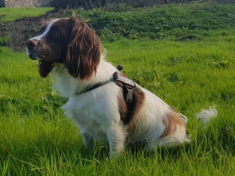 English Springer Spaniel photo thumbnail 1