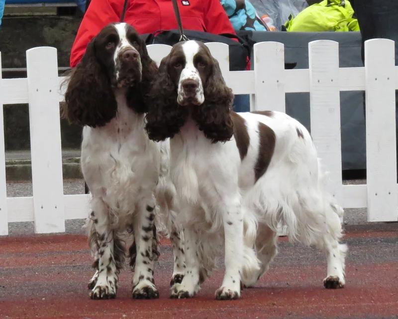English Springer Spaniel, a 88% match to Golden Retriever