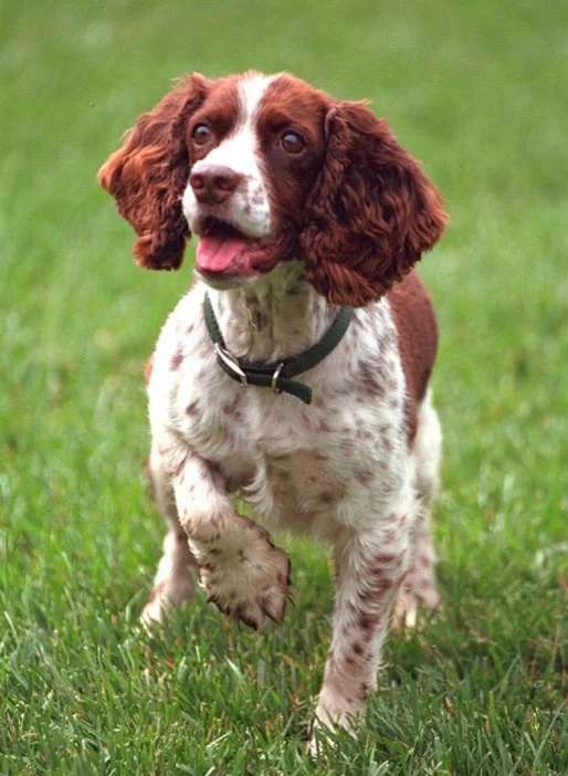 English Springer Spaniel photo thumbnail 4