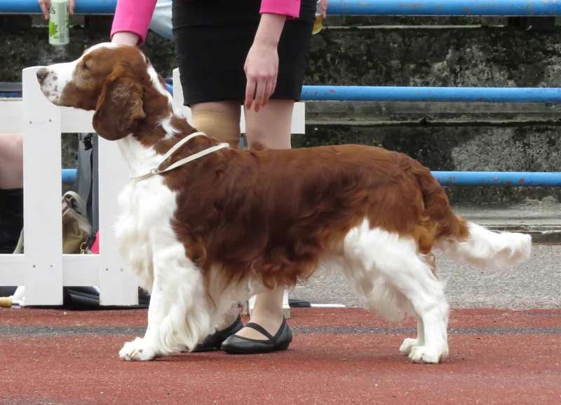 English Springer Spaniel photo thumbnail 5