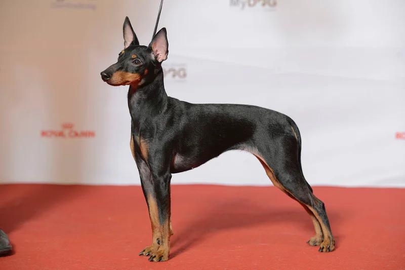 English Toy Terrier (Black & Tan), a 83% match to Toy Manchester Terrier