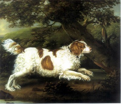 English Water Spaniel - Sporting breed known for being Energetic and Friendly