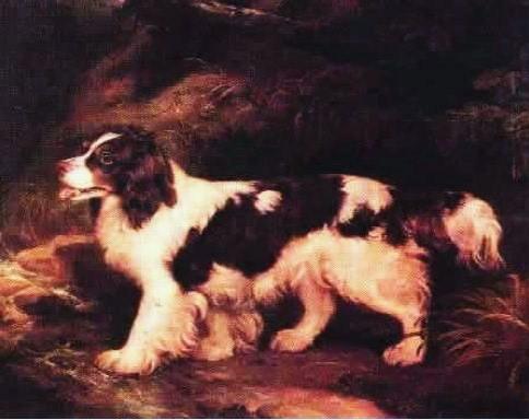 English Water Spaniel, a 89% match to Pudelpointer
