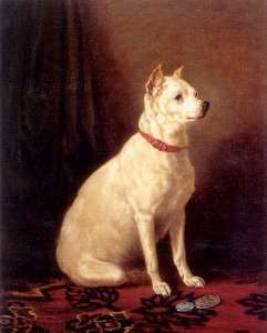 English White Terrier photo thumbnail 1