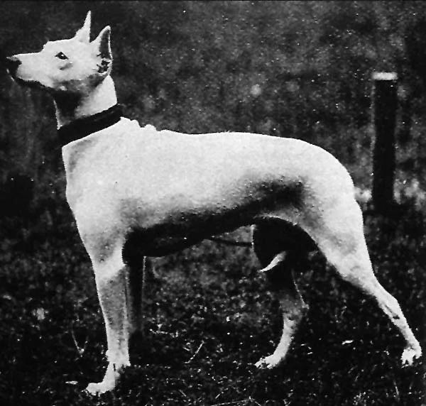 English White Terrier, a 89% match to Markiesje