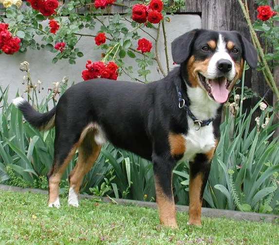 Entlebucher Mountain Dog photo thumbnail 1