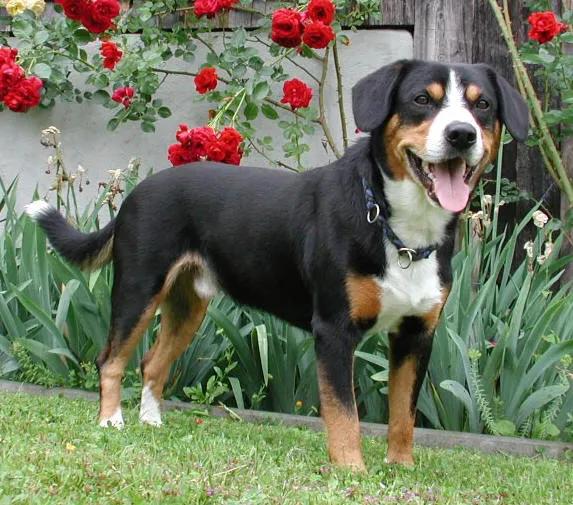 Entlebucher Mountain Dog, a 89% match to Gull Terrier